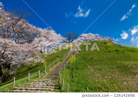 埼玉縣行田市，埼玉縣，櫻花名勝埼玉古墳公園，丸墓山古墳，染井吉野櫻盛開 126142698