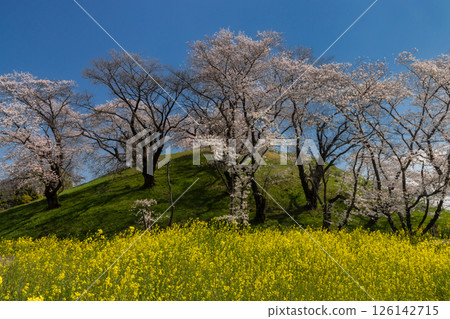 Gyoda City, Saitama Prefecture, Saitama Prefecture, famous cherry blossom spot Sakitama Kofun Park, Maruhakayama Kofun with Somei-Yoshino cherry blossoms in full bloom and rapeseed fields 126142715