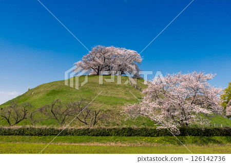 Gyoda City, Saitama Prefecture, Saitama Prefecture, famous cherry blossom spot Sakitama Kofun Park, Maruhakayama Kofun with Somei Yoshino cherry blossoms in full bloom 126142736