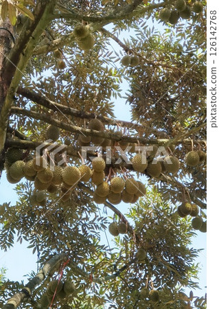 Close up of durians hanging 126142768