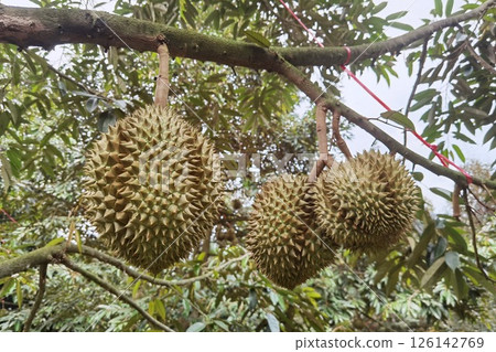 Close up of durians hanging  126142769