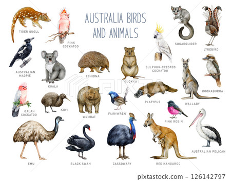 Australia animal and bird with names watercolor illustration set. Hand drawn kangaroo, koala, kookaburra, echidna, platypus, cassowary, wombat isolated. Australia native wildlife painted collection 126142797