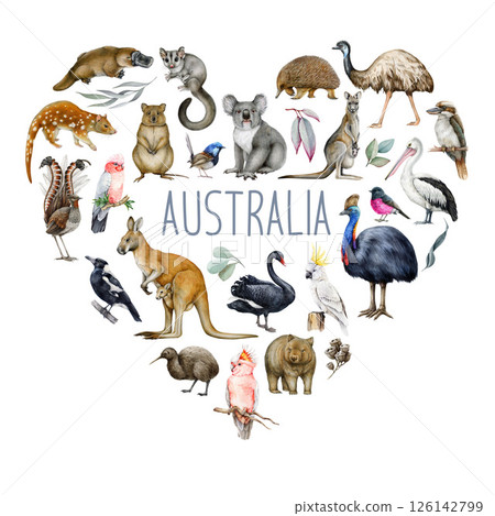 Australia wildlife watercolor illustration set. Hand drawn kangaroo, koala, kookaburra, echidna, platypus, cassowary, wombat realistic collection. Australia native birds, animals painted collection 126142799
