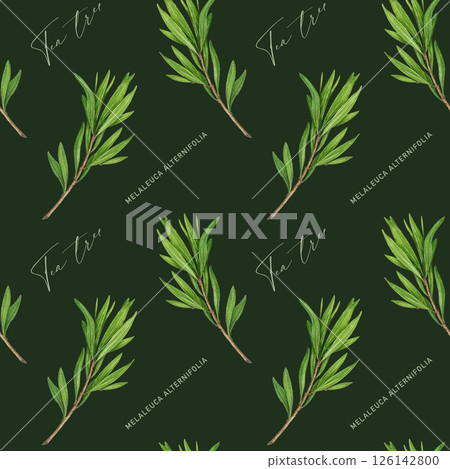 Tea tree branch seamless pattern. Watercolor illustration. Melaleuca alternifolia vintage style decor element. Tea tree leaves on dark background. Medicinal aroma scented medicinal plant decoration 126142800