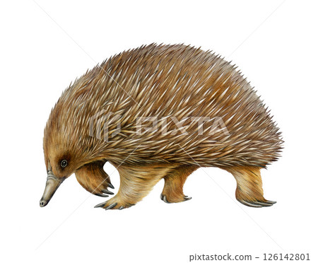 Echidna Australian native wild oviparous animal on white background. Cute hand drawn echidna side view vintage style watercolor illustration. Tachyglossidae Australia endemic mammal with spikes 126142801