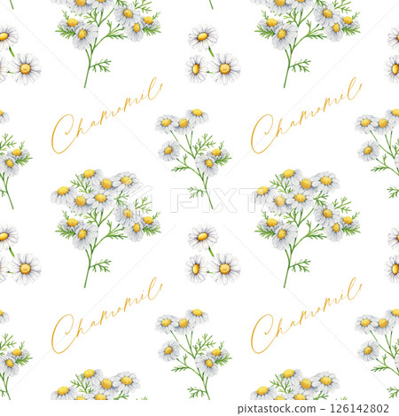 Chamomile herb seamless pattern watercolor illustration. Hand drawn matricaria plant flowers with leaves. Chamomile healthy medicinal plant with flowers, leaves seamless pattern on white background 126142802