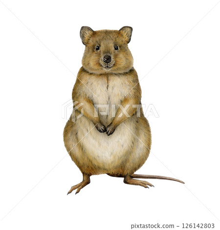 Realistic quokka hand drawn watercolor vintage style illustration. Cute Australian native marsupial mammal. Short tailed scrub wallaby isolated on white background 126142803