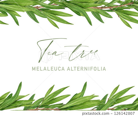 Tea tree seamless border watercolor botanical illustration. Melaleuca alternifolia vintage style decor. Tea tree branch border with green leaves. Medicinal aroma scented medicinal plant element 126142807