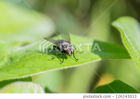 Centipede fly Centipede fly 126143013