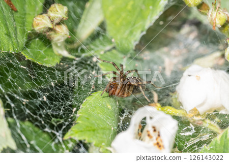 Bunting spider (subadult) Bunting spider (subadult) 126143022