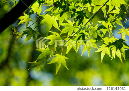 Momiji開始變色 126143081