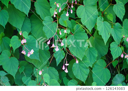 Begonia blooming on the roadside 126143083