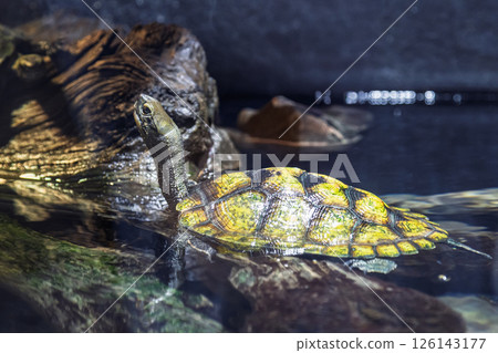 Japanese turtle Japanese turtle 126143177