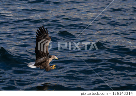 北海道虎頭海雕、虎頭海雕、鳥類、動物、冬季 126143314