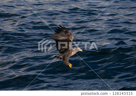 北海道虎頭海雕、虎頭海雕、鳥類、動物、冬季 126143315