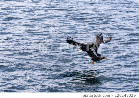 北海道虎頭海雕、虎頭海雕、鳥類、動物、冬季 126143329