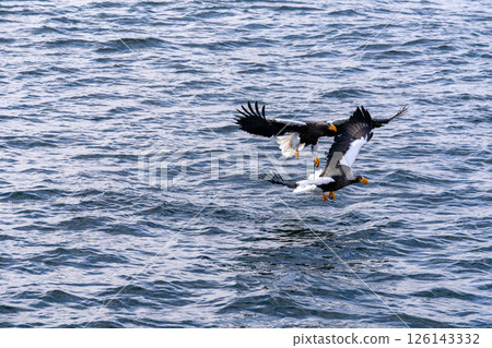 北海道虎頭海雕、虎頭海雕、鳥類、動物、冬季 126143332