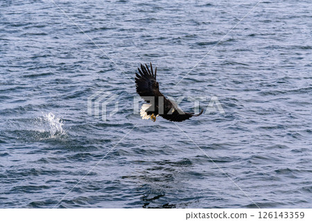 北海道虎頭海雕、虎頭海雕、鳥類、動物、冬季 北海道虎頭海雕、虎頭海雕、鳥類、動物、冬季 126143359