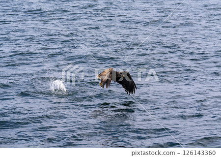 北海道虎頭海雕、虎頭海雕、鳥類、動物、冬季 126143360