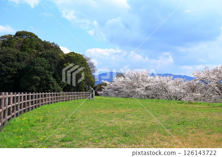 Spring at Hashihaka Tomb: Cherry blossoms in full bloom Spring at Hashihaka Tomb: Cherry blossoms in full bloom 126143722