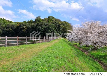 橋墓之春:櫻花盛開 橋墓之春:櫻花盛開 126143723