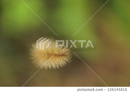 Cat teaser (foxtail grass) with drops of morning dew in an autumn field 126143818