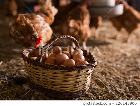 Basket with eggs on floor in henhouse on background with chickens Basket with eggs on floor in henhouse on background with chickens 126143900