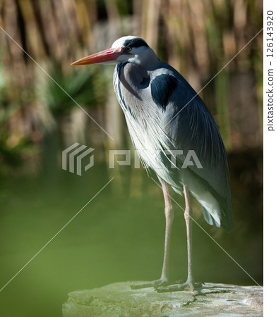 Grey heron posing on a stone Grey heron posing on a stone 126143920