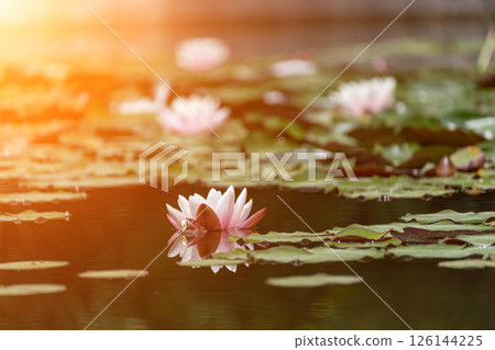 Pink lotus water lily flower in pond, waterlily with green leaves blooming Pink lotus water lily flower in pond, waterlily with green leaves blooming 126144225