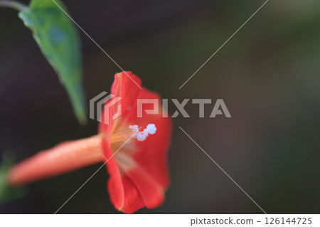秋日田野上盛開的猩紅色錦葵花 秋日田野上盛開的猩紅色錦葵花 126144725