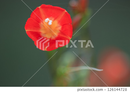 秋日田野上盛開的猩紅色錦葵花 秋日田野上盛開的猩紅色錦葵花 126144728