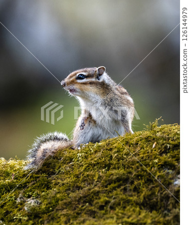 Chipmunk defending its territory 126144979
