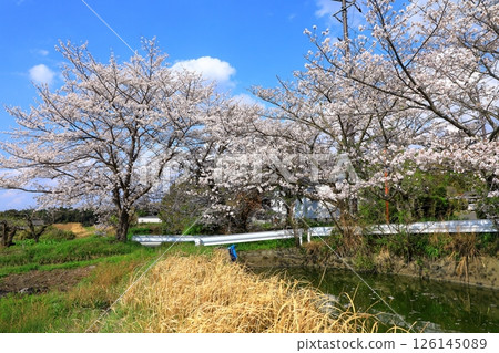 Takenouchi Moated Village: Cherry blossoms in full bloom 126145089