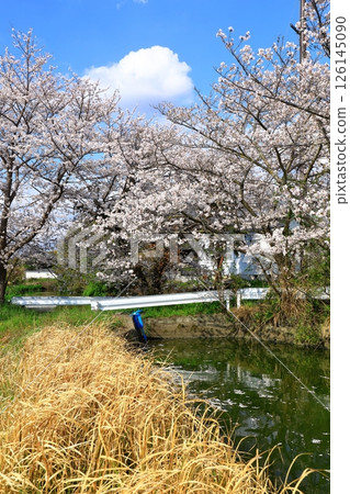 Takenouchi Moated Village: Cherry blossoms in full bloom 126145090
