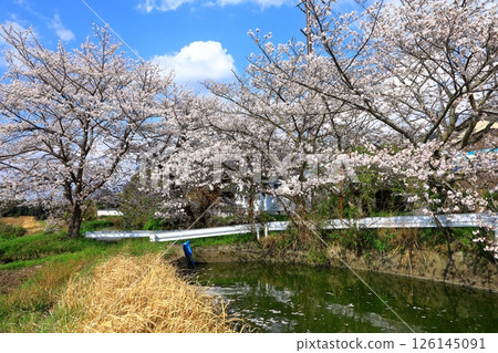竹之內護城河村：櫻花盛開 126145091