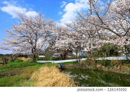 Takenouchi Moated Village: Cherry blossoms in full bloom 126145092