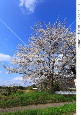 Takenouchi Moated Village: Cherry blossoms in full bloom 126145095