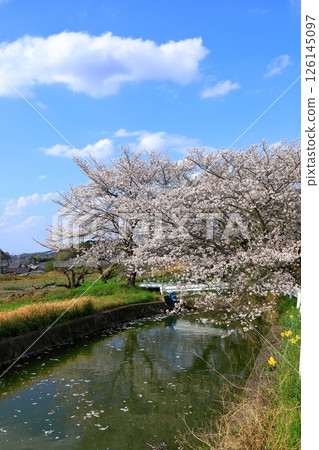 Takenouchi Moated Village: Cherry blossoms in full bloom 126145097