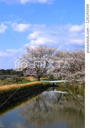 Takenouchi Moated Village: Cherry blossoms in full bloom 126145099