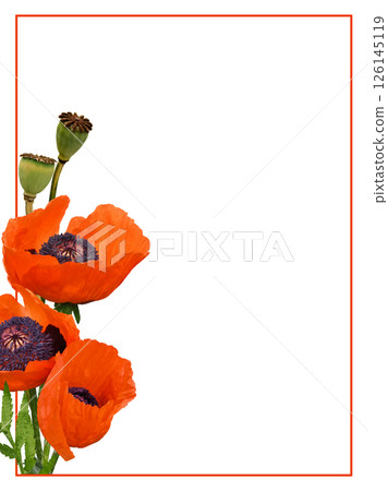 Three red flowers of poppy in corner arrangement with frame and copy space isolated on white 126145119