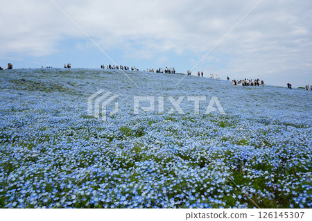 Nemophila花 Nemophila花 126145307