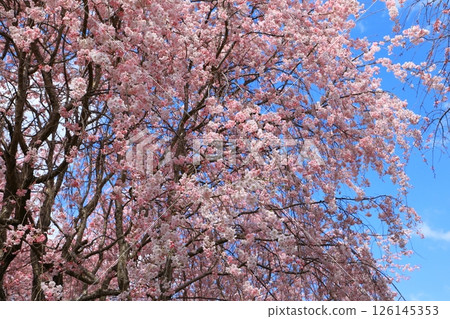 大神之屋代展望台：櫻花盛開 126145353