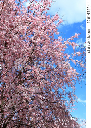 大神之屋代展望台：櫻花盛開 126145354