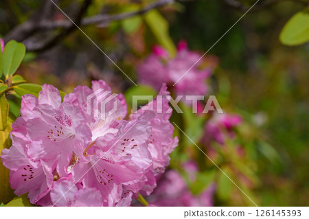 杜鵑花（箱根：仙石原） 126145393