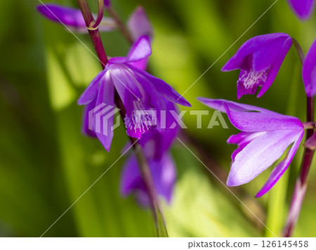 一朵充滿活力的紫色蘭花的特寫鏡頭 126145458