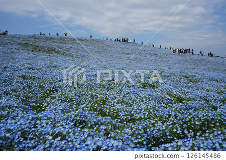 Nemophila花 126145486