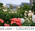 山下公園的玫瑰 126145534