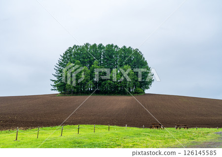 Mild Seven Tree 126145585