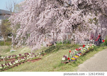 Weeping cherry blossoms in full bloom Weeping cherry blossoms in full bloom 126145682