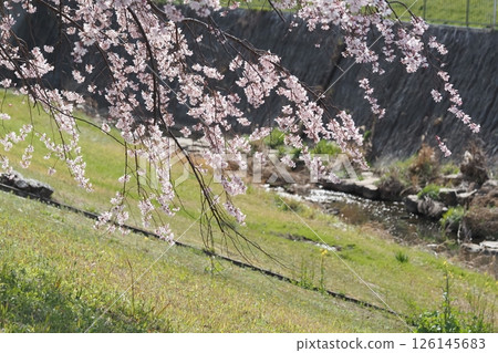 River and cherry blossoms 126145683